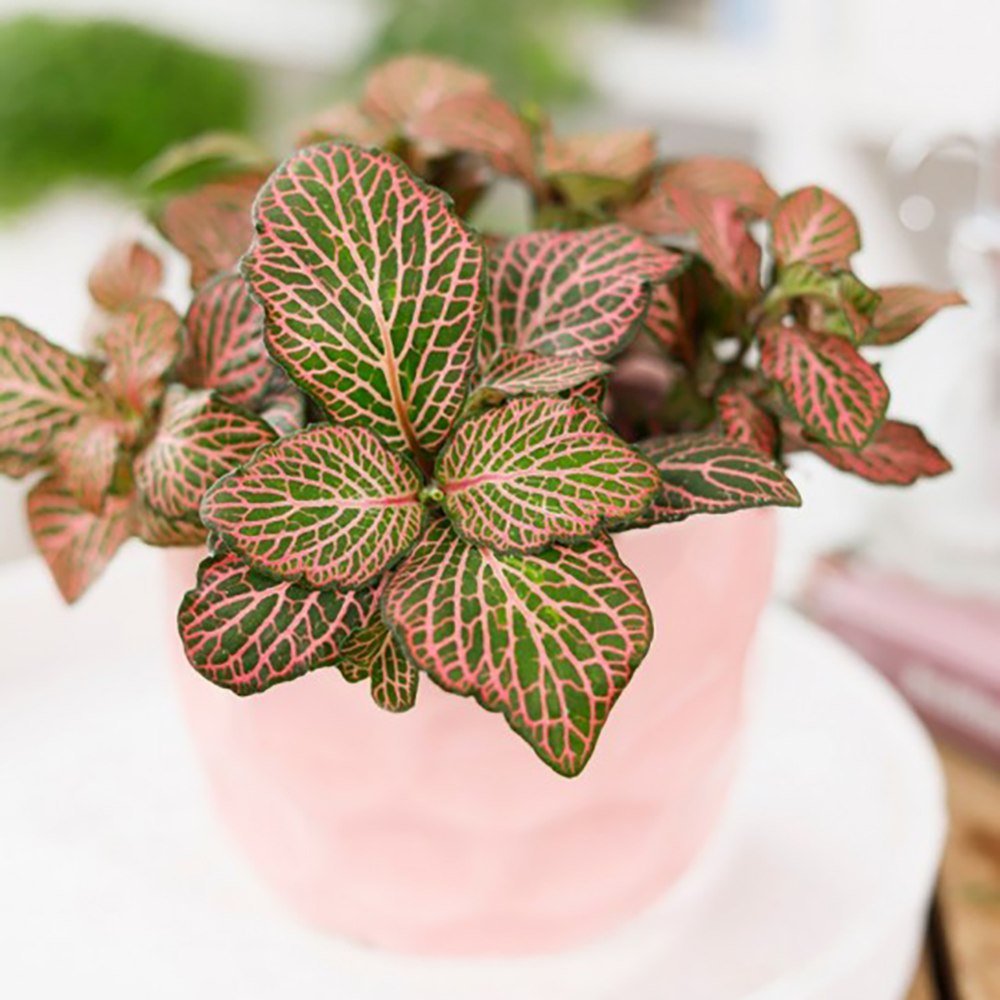 Planta cu Piele de Sarpe Fittonia Mistral, frunze verzi cu nervuri roz