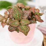 Planta cu Piele de Sarpe Fittonia Mistral, frunze verzi cu nervuri roz