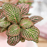 Planta cu Piele de Sarpe Fittonia Mistral, frunze verzi cu nervuri roz