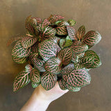 Planta cu Piele de Sarpe Fittonia Mistral, frunze verzi cu nervuri roz