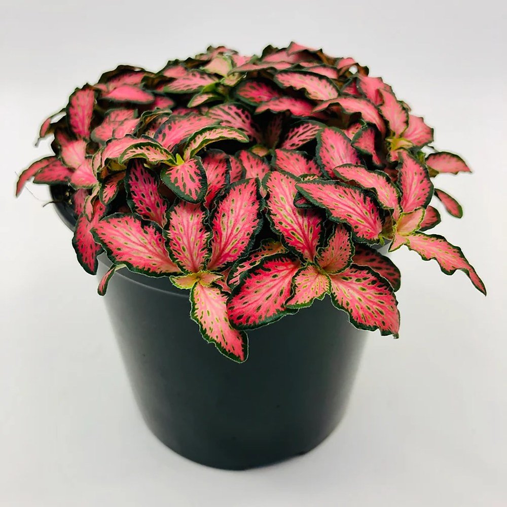 Planta cu Piele de Sarpe Fittonia Pink Minima