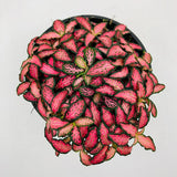 Planta cu Piele de Sarpe Fittonia Pink Minima