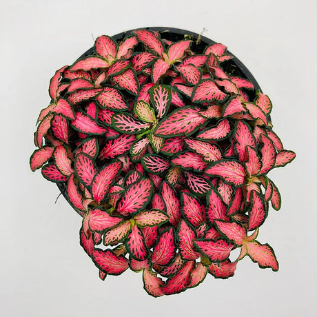 Planta cu Piele de Sarpe Fittonia Pink Minima