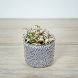 Planta cu Piele de Sarpe Fittonia Pink Tiger