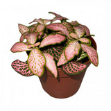 Planta cu Piele de Sarpe Fittonia Pink Tiger