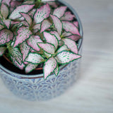 Planta cu Piele de Sarpe Fittonia Pink Tiger