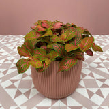 Planta cu Piele de Sarpe Fittonia Ruby Lime, frunze verzi si nervuri rosii