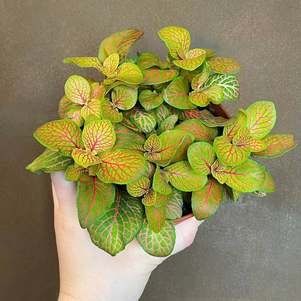 Planta cu Piele de Sarpe Fittonia Skeleton, frunze verzi emerald si nervuri rosii