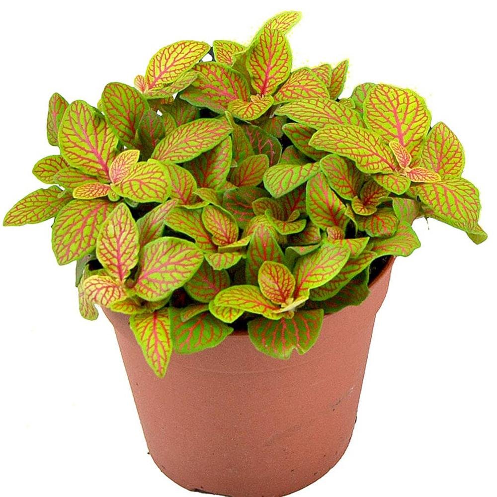 Planta cu Piele de Sarpe Fittonia Skeleton, frunze verzi emerald si nervuri rosii