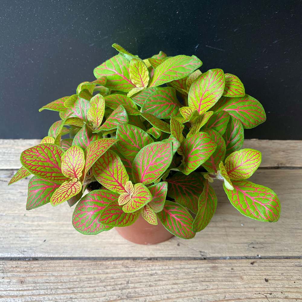 Planta cu Piele de Sarpe Fittonia Skeleton, frunze verzi emerald si nervuri rosii