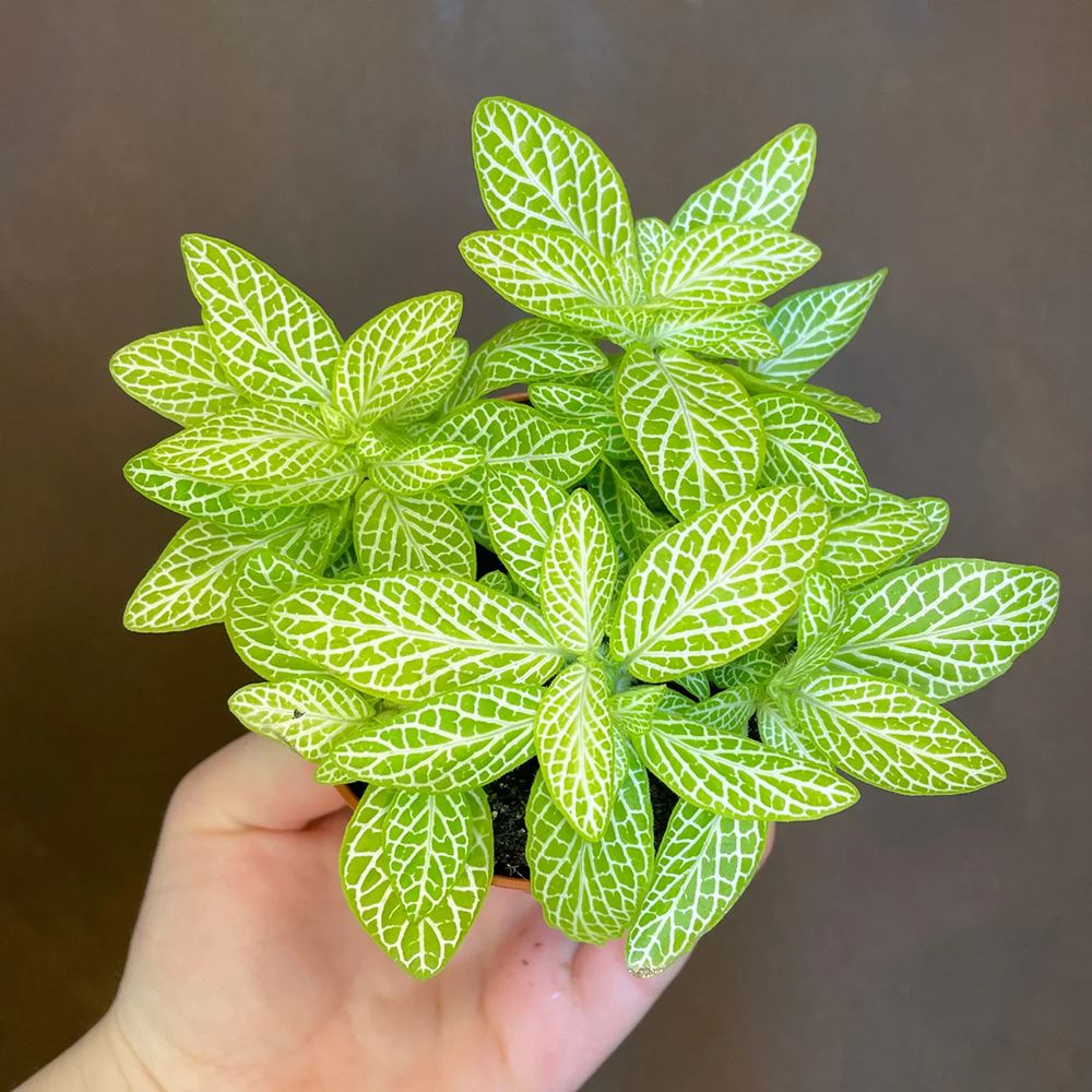 Planta cu Piele de Sarpe Fittonia Superba Lemon, frunze galben si nervuri albe
