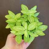 Planta cu Piele de Sarpe Fittonia Superba Lemon, frunze galben si nervuri albe