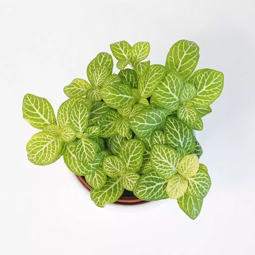 Planta cu Piele de Sarpe Fittonia Superba Lemon, frunze galben si nervuri albe