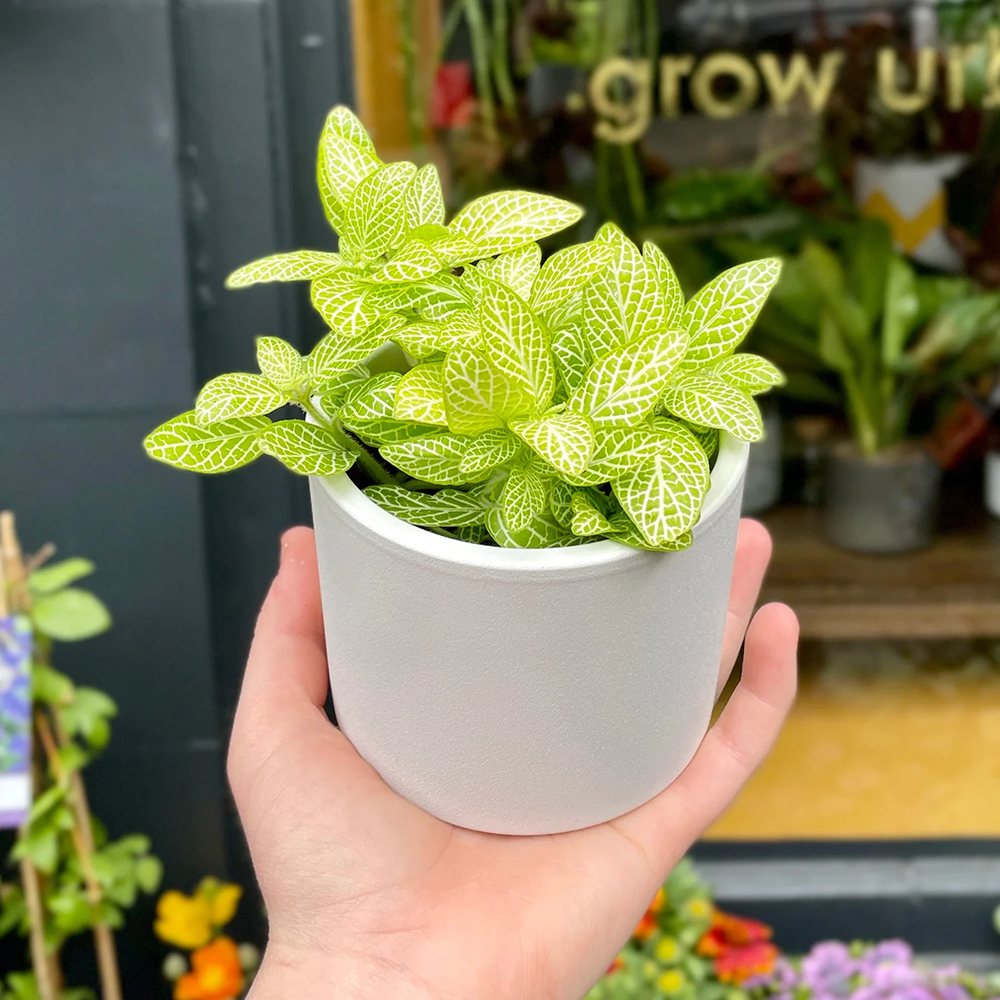 Planta cu Piele de Sarpe Fittonia Superba Lemon, frunze galben si nervuri albe