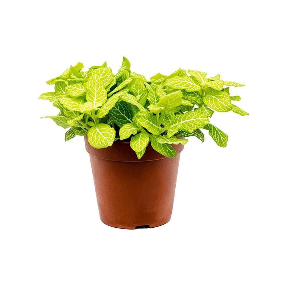 Planta cu Piele de Sarpe Fittonia Superba Lemon, frunze galben si nervuri albe