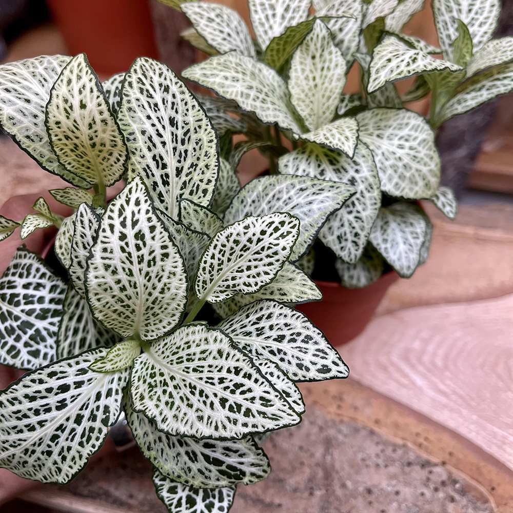 Planta cu Piele de Sarpe Fittonia White Anne, frunze verzi cu nervuri albe