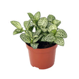 Planta cu Piele de Sarpe Fittonia White Anne, frunze verzi cu nervuri albe