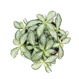 Planta cu Piele de Sarpe Fittonia White Forest Flame