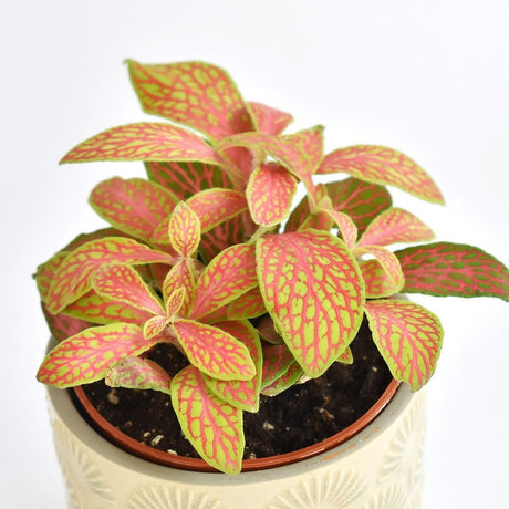 Planta cu Piele de Sarpe Fittonia Zalm Ruby Lime, cu frunze verzi si nervuri rosu-rubiniu