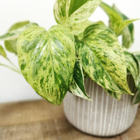 Iedera diavolului Curgatoare (Epipremnum) Marble Queen - 20 cm