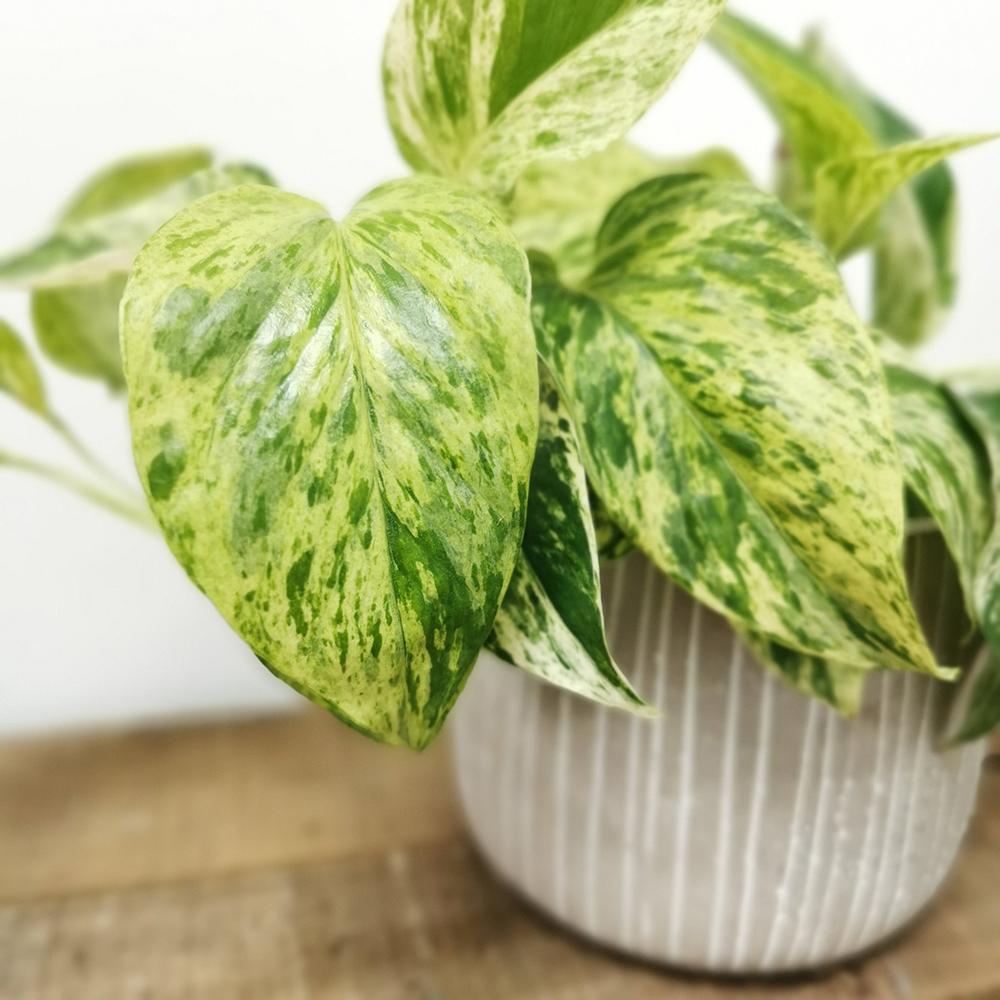 Iedera diavolului Curgatoare (Epipremnum) Marble Queen - 20 cm
