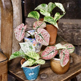 Iedera diavolului Curgatoare (Epipremnum) Marble Queen - 20 cm