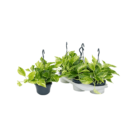 Iedera diavolului Curgatoare (Epipremnum) Marble Queen - 20 cm