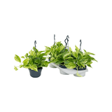 Iedera diavolului Curgatoare (Epipremnum) Marble Queen - 20 cm