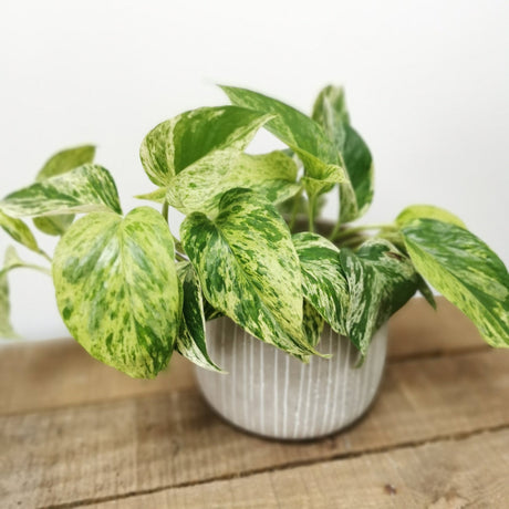 Iedera diavolului Curgatoare (Epipremnum) Marble Queen - 30 cm
