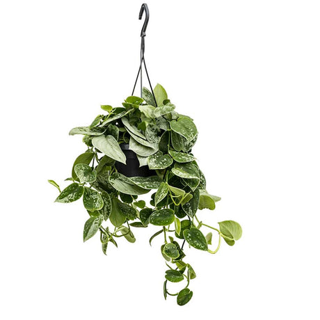 Iedera diavolului Curgatoare Epipremnum Silvery Ann - 40 cm