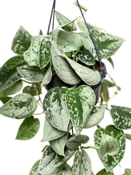 Iedera diavolului Curgatoare Epipremnum Silvery Ann - 40 cm