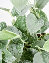 Iedera diavolului Curgatoare Epipremnum Silvery Ann - 40 cm