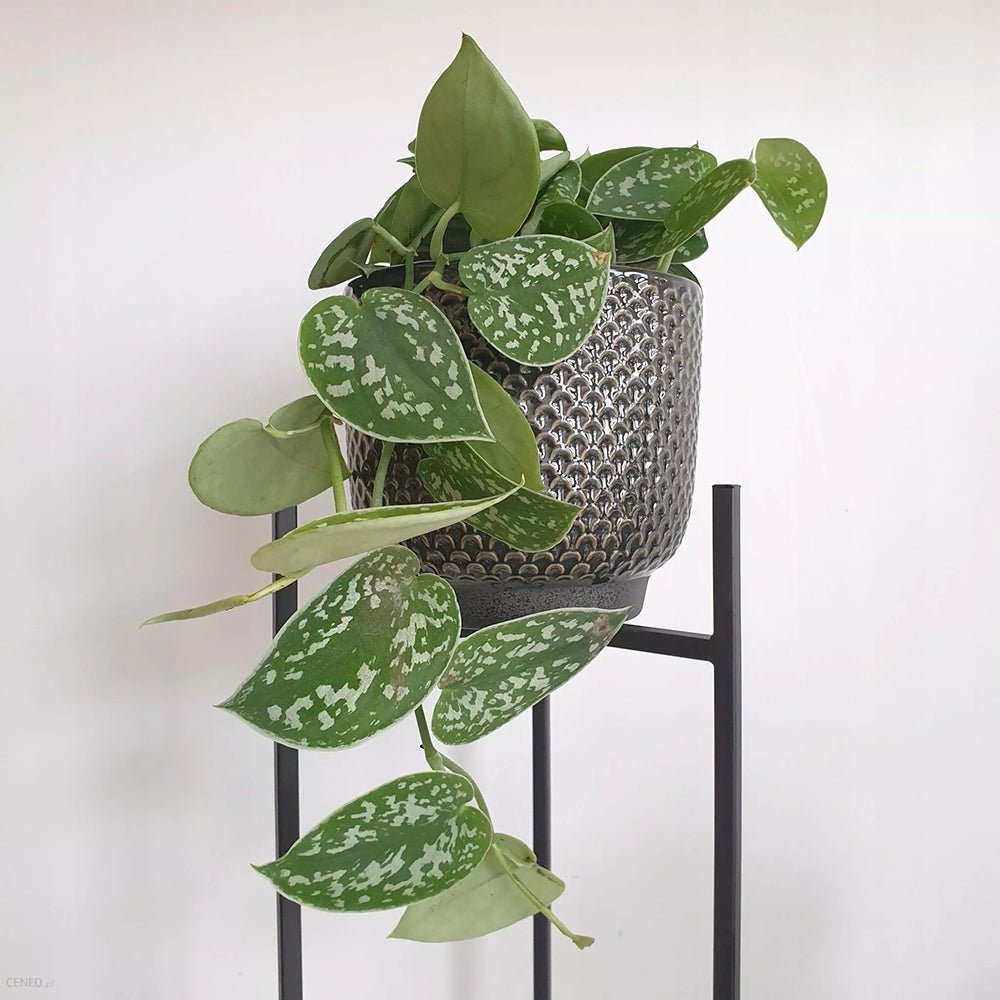 Planta Curgatoare (Scindapsus) Pictus Trebie - 25 cm