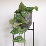 Planta Curgatoare (Scindapsus) Pictus Trebie - 25 cm