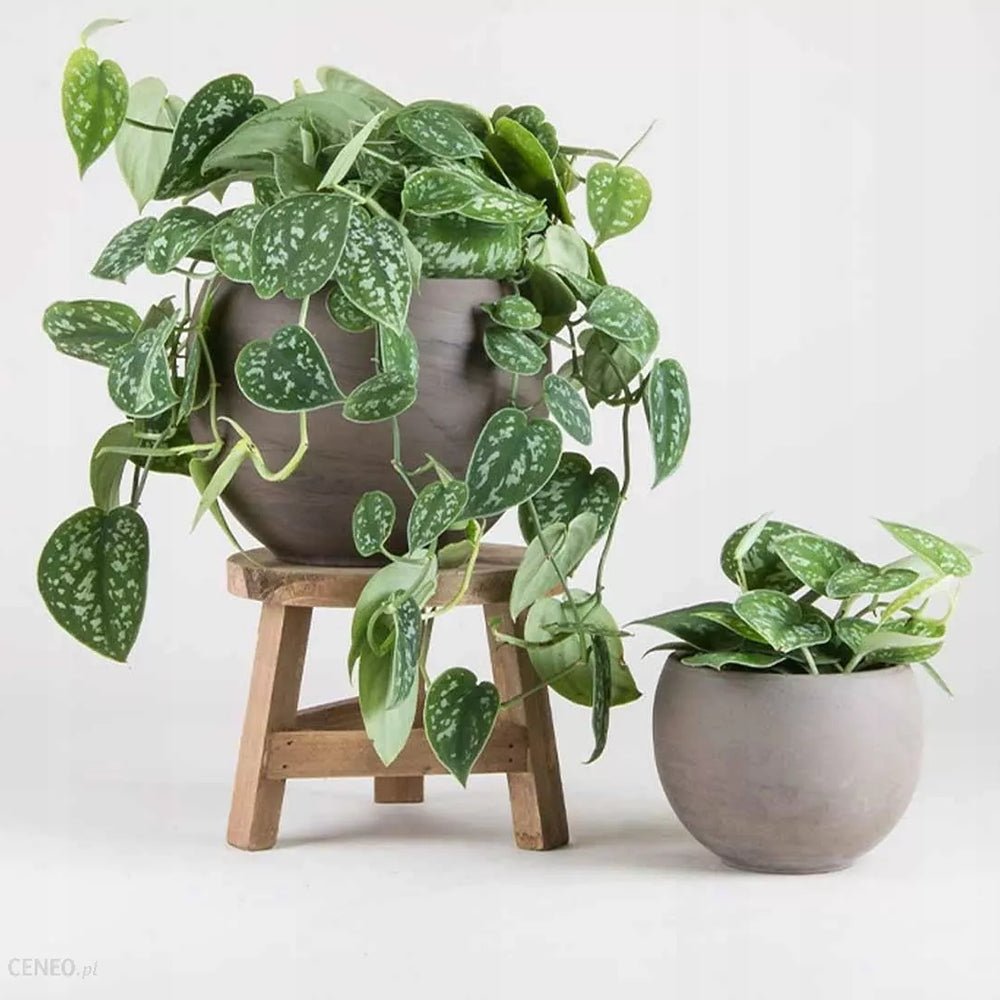 Planta Curgatoare (Scindapsus) Pictus Trebie - 25 cm