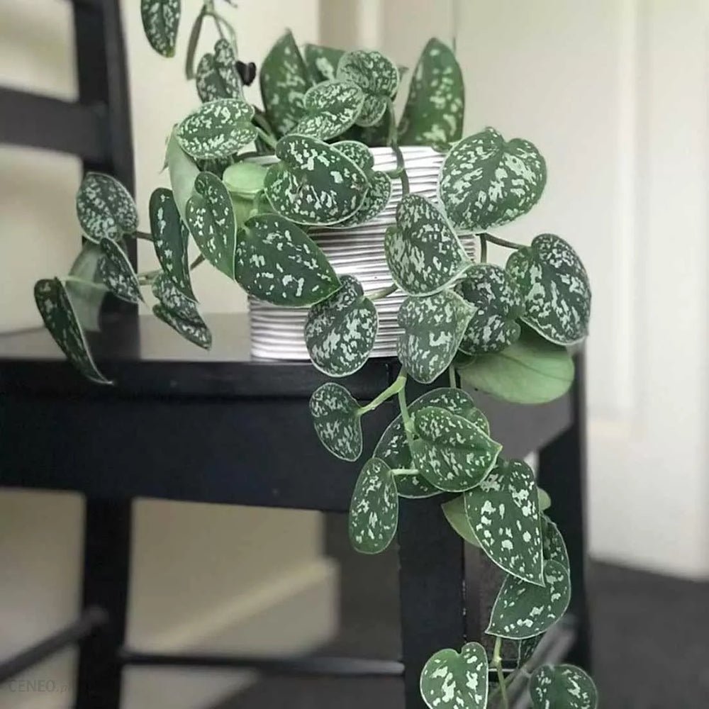Planta Curgatoare (Scindapsus) Pictus Trebie - 25 cm