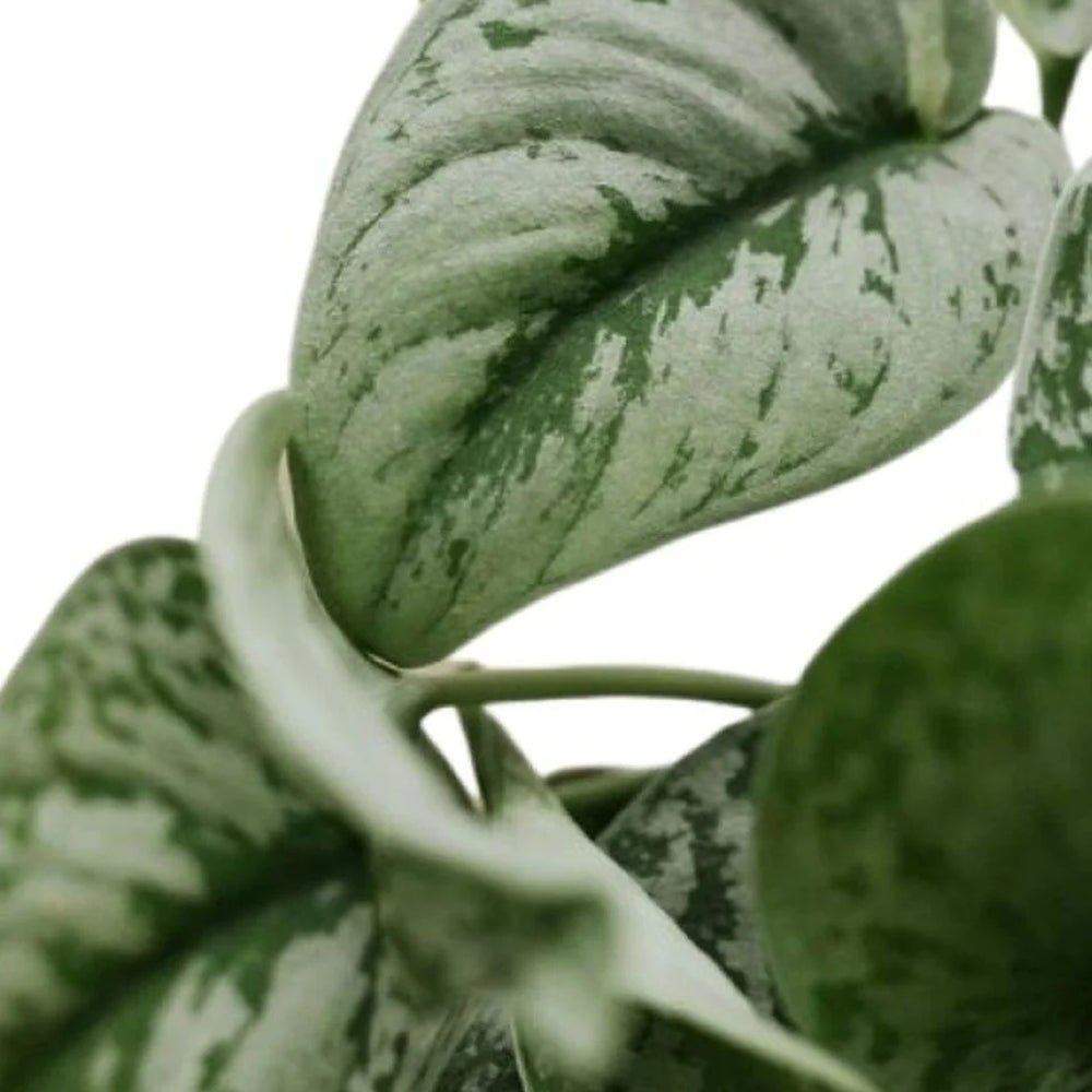 Planta Curgatoare (Scindapsus) Pictus Trebie - 25 cm