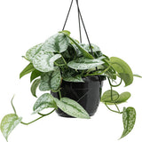 Planta Curgatoare (Scindapsus) Pictus Trebie - 25 cm