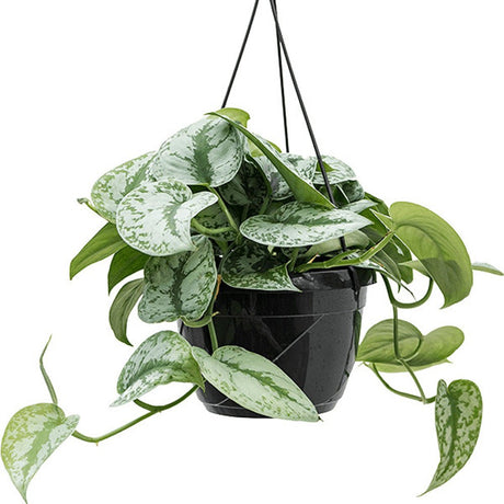 Planta Curgatoare (Scindapsus) Pictus Trebie - 25 cm
