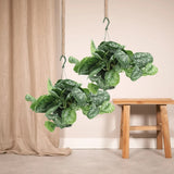 Planta Curgatoare (Scindapsus) Pictus Trebie - 25 cm