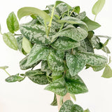 Planta Curgatoare (Scindapsus) Pictus Trebie - 25 cm