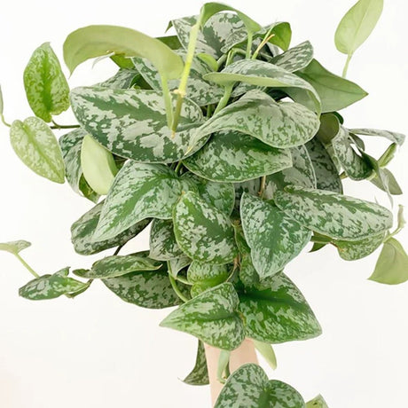 Planta Curgatoare (Scindapsus) Pictus Trebie - 25 cm