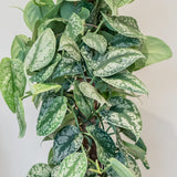 Planta Curgatoare (Scindapsus) Pictus Trebie - 25 cm