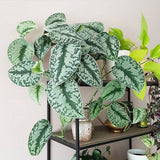 Planta Curgatoare (Scindapsus) Pictus Trebie - 40 cm