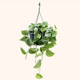 Planta Curgatoare (Scindapsus) Pictus Trebie - 50 cm