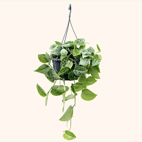 Planta Curgatoare (Scindapsus) Pictus Trebie - 50 cm