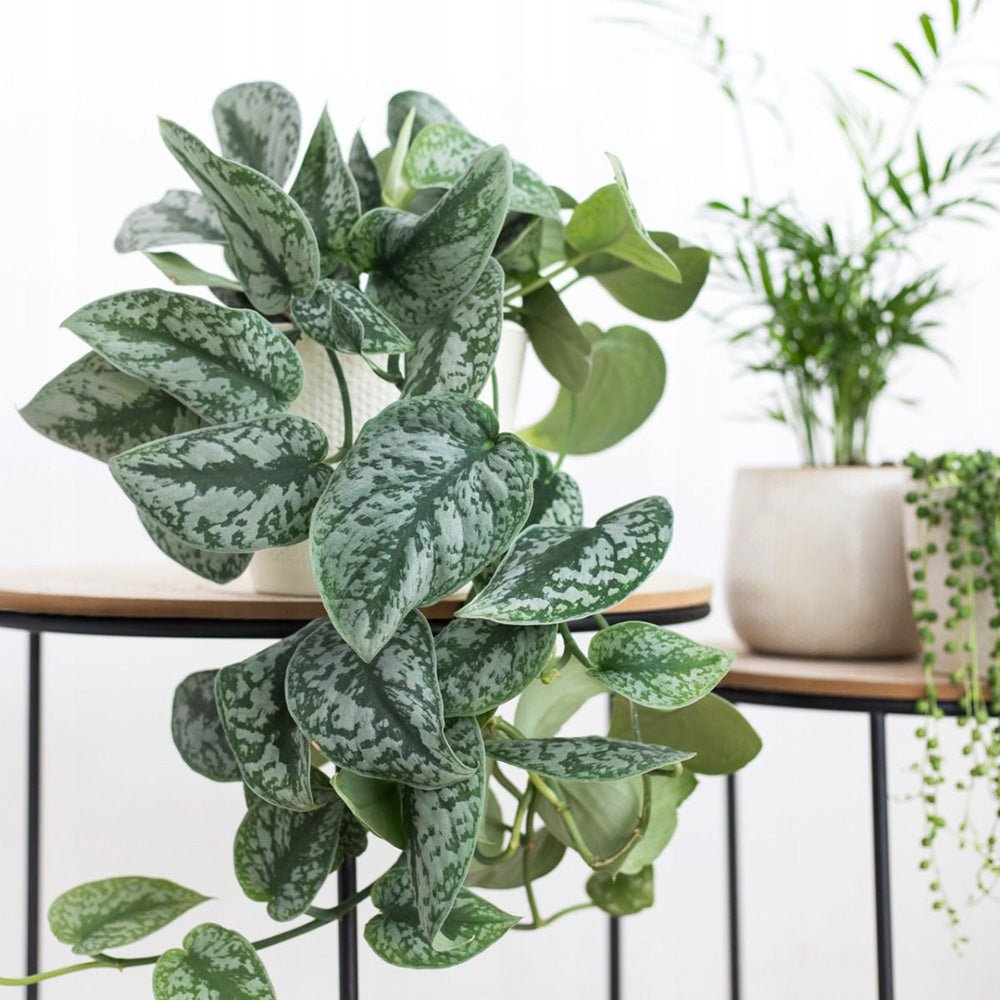 Planta Curgatoare (Scindapsus) Pictus Trebie - 50 cm