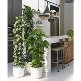 Planta Curgatoare (Scindapsus) Pictus Trebie (Cu Suport) - 120 cm