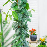 Planta Curgatoare (Scindapsus) Pictus Trebie (Cu Suport) - 120 cm