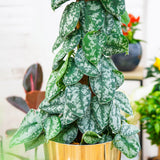 Planta Curgatoare (Scindapsus) Pictus Trebie (Cu Suport) - 120 cm